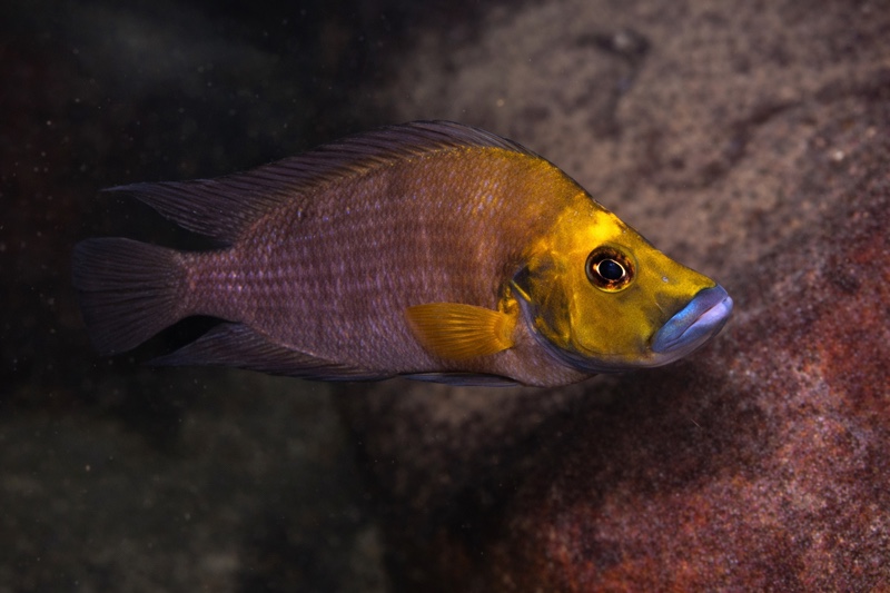 Altolamprologus compressiceps 'Kambwimba'
